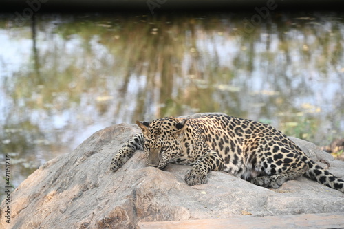 Female leopard (The body is dark brown with black dots, scientific name: Panthera pardus) has fierce eyes and looks forward. A leopard crouches on a rock in front of a large pond inside an open zoo. 