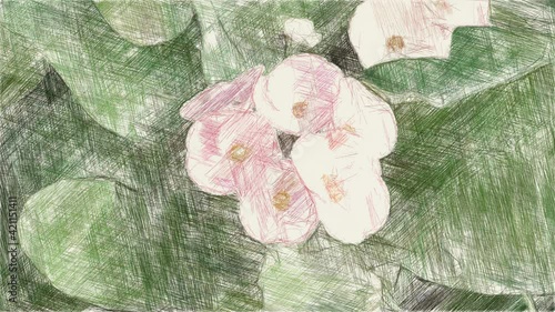 Wallpaper Mural art drawing color of Euphorbia flower in nature garden Torontodigital.ca