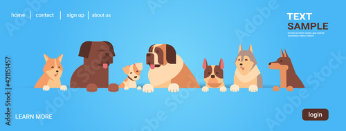 group of purebred dogs furry human friends home pets concept cartoon animals portrait horizontal copy space