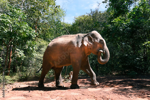 Moment of Elephant in natural jungle