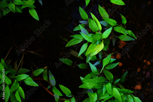 Fourteen days bird eye chili plant