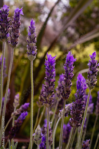 lavender flowers close up