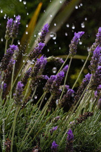 lavender flowers in the wind