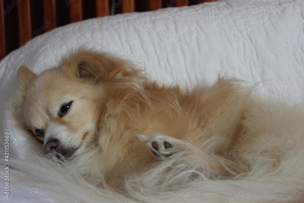 white Pomeranian pillion dog cozy in bed white Pomeranian pillion dog cozy in bed