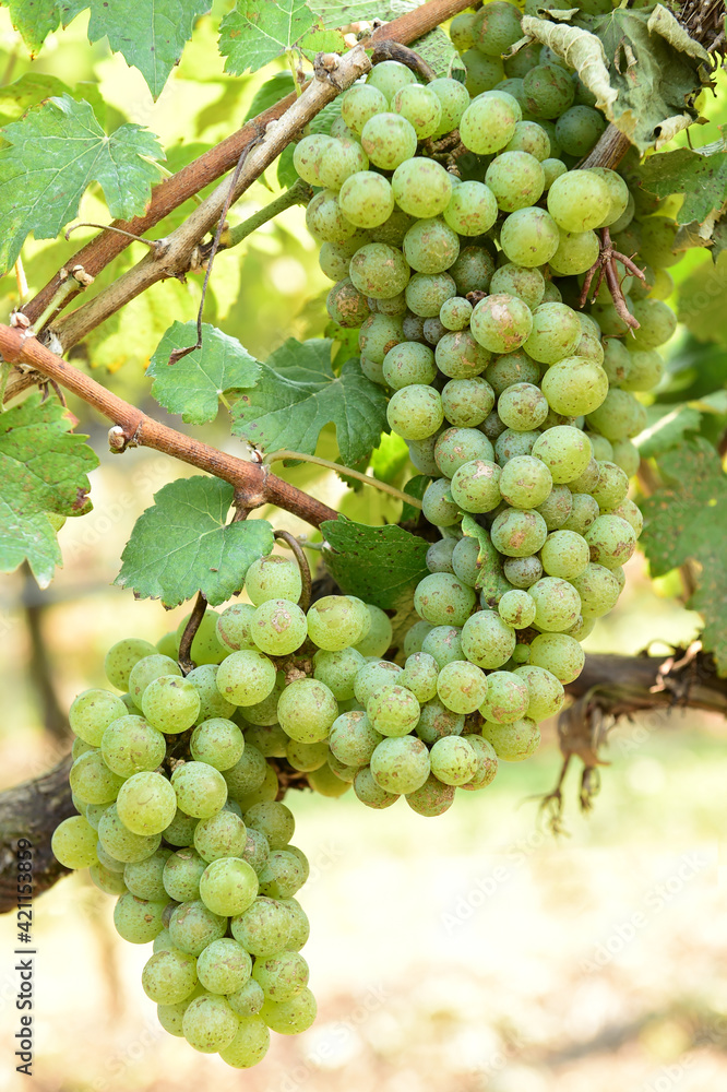 Vine and bunch of white grapes in garden