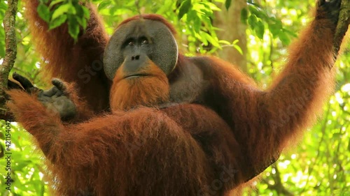 Observant Sumatran Orangutan hanging onto branch in Sumatra, Indonesia - Low angle medium close up shot photo