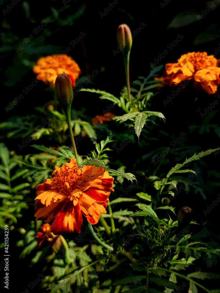 orange flowers in the garden orange flowers in the garden