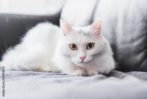 white persian cat lying on the sofa staring at the front 
