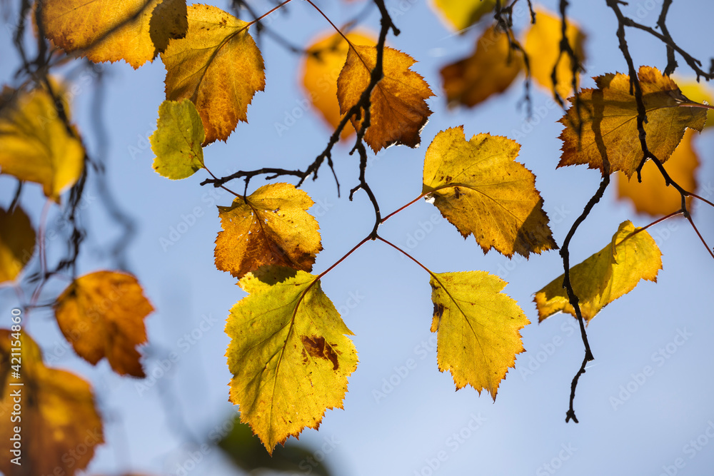 Obraz premium An abstract view of autumn leaves against a blue sky at Cannon Hill Park in Spokane, Washington USA.