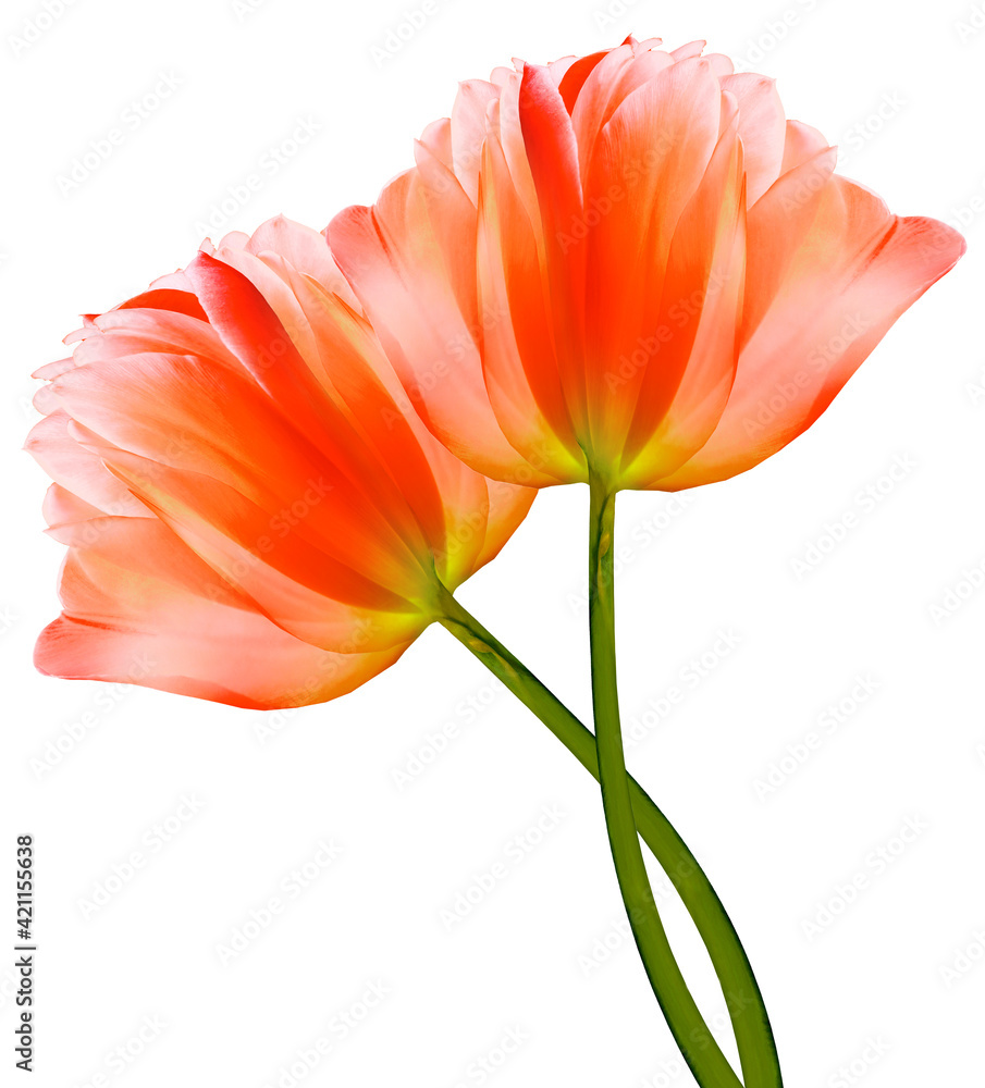 Red flowers tulips on a white isolated background with clipping path. Close-up. Flowers on the stem. Nature. Red flowers tulips on a white isolated background with clipping path. Close-up. Flowers on the stem. Nature.