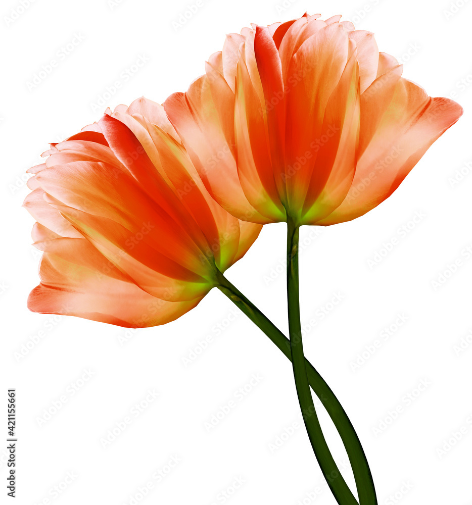 Red flowers tulips on a white isolated background with clipping path. Close-up. Flowers on the stem. Nature. Red flowers tulips on a white isolated background with clipping path. Close-up. Flowers on the stem. Nature.