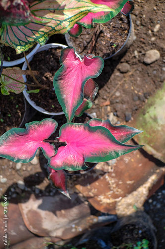 Caladium red mandova (Caladium sp) is an ornamental plant that has a pink color with dark green leaf edges, has a soft texture with red striped leaf patterns.
