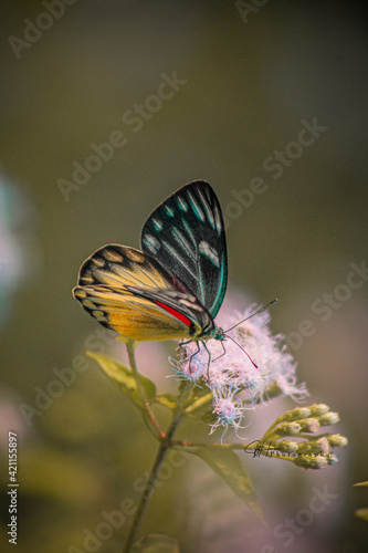 butterfly on flower