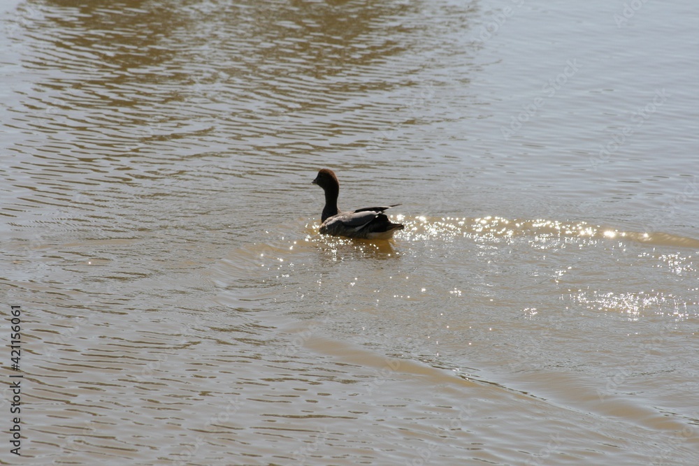 Brown ducks swimming in suburban wetlands lake, brown water, splashing, sunny summer day. Brown ducks swimming in suburban wetlands lake, brown water, splashing, sunny summer day.