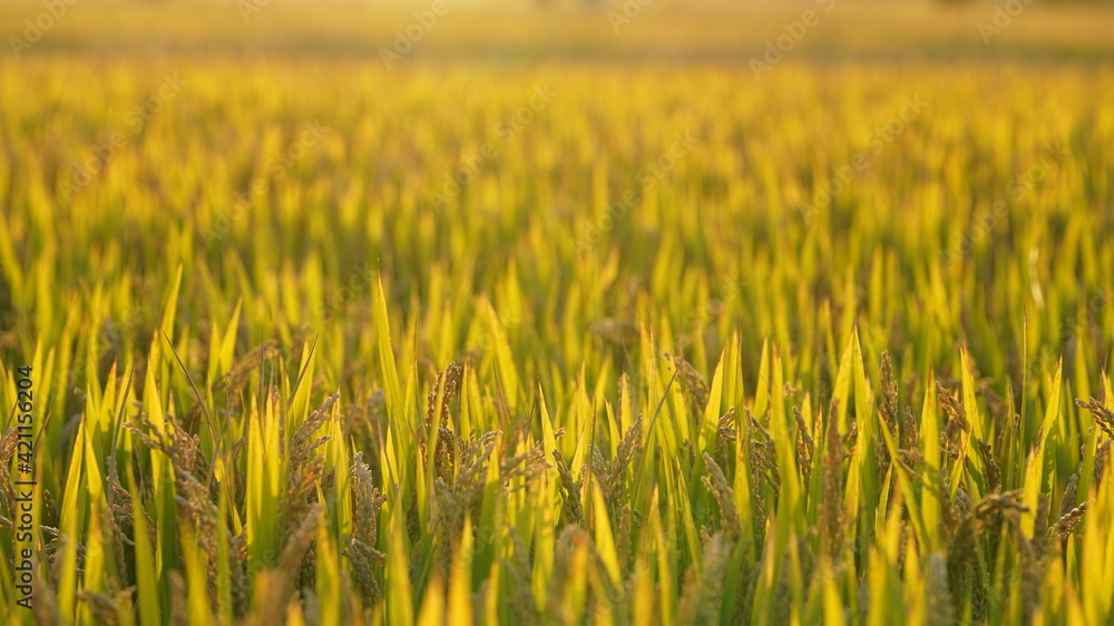 The harvest rice field view full of the yellow ripe rice in the farm field The harvest rice field view full of the yellow ripe rice in the farm field