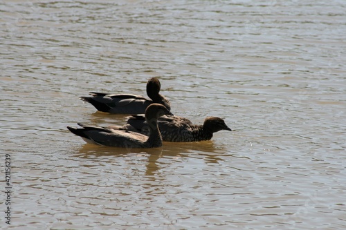 Brown ducks swimming in suburban wetlands lake, brown water, splashing, sunny summer day. 