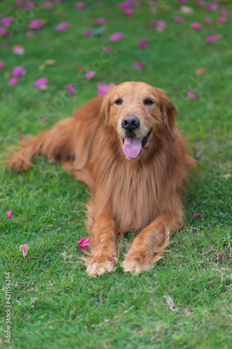 Golden Retriever lying on the grass and resting
