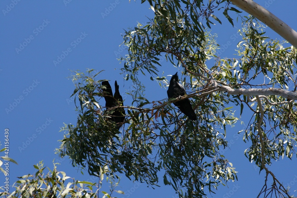 Two black Australian crows perched on branch of eucalyptus tree with blue sky background on sunny summer day Two black Australian crows perched on branch of eucalyptus tree with blue sky background on sunny summer day