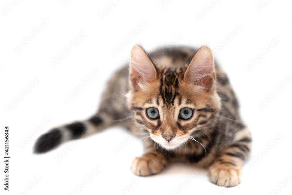 Bengal kitten plays on a white background.
