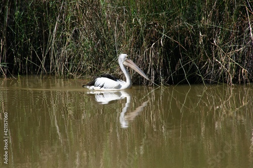 Pelican swimming slowly through suburban wetland lake pond with brown water reflecting shrubs and weeds, sunny summer day.