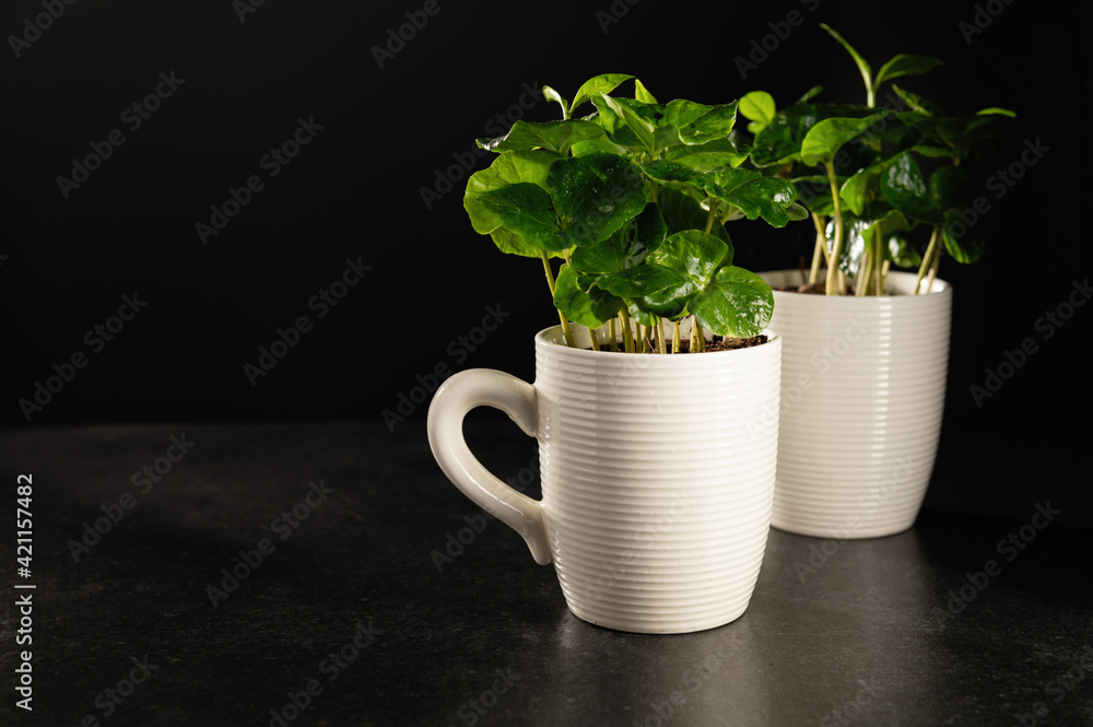 coffee tree sprouts in cups, seedlings on a dark background, grow coffee at home coffee tree sprouts in cups, seedlings on a dark background, grow coffee at home