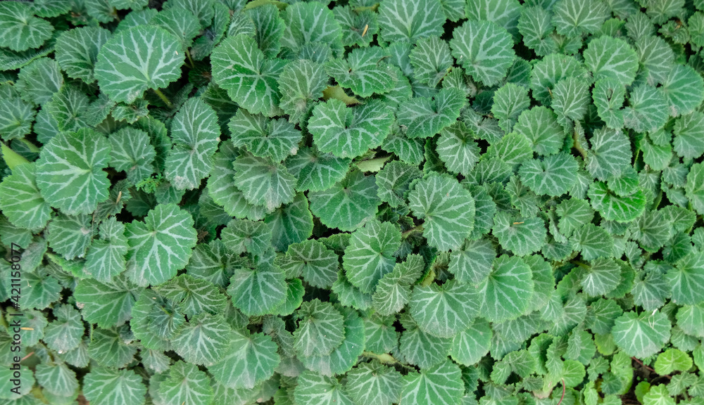 green ivy leaves green ivy leaves