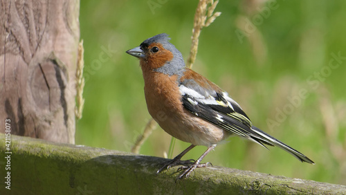 Chaffinch sitting on a fence UK © peter