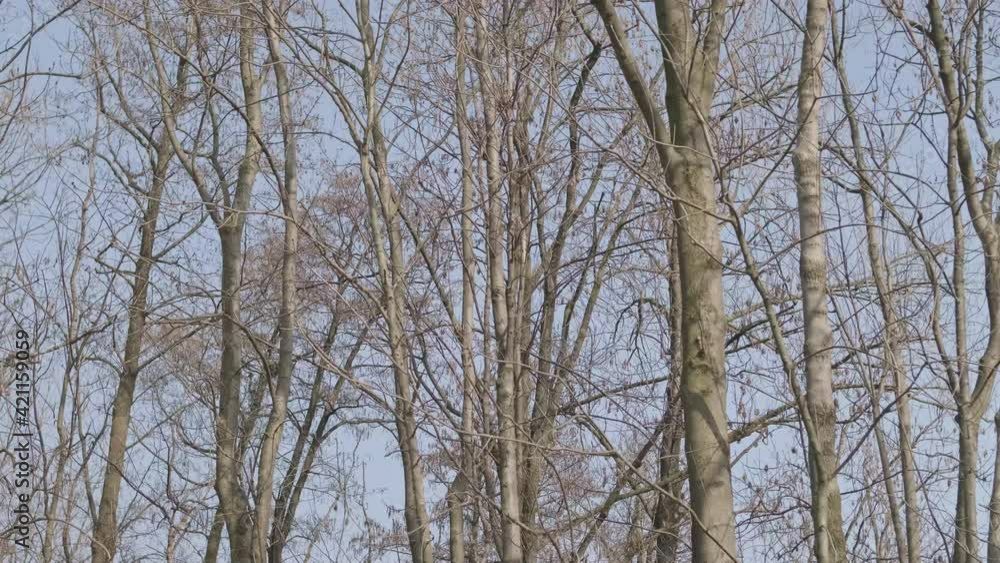 Leafless Locust Trees Blown By The Wind On A Beautiful Sunny Spring Day With Blue Sky In The Background - Medium, static shot Leafless Locust Trees Blown By The Wind On A Beautiful Sunny Spring Day With Blue Sky In The Background - Medium, static shot