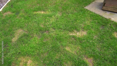 Patchy yard lawn green ruined by dog urine
