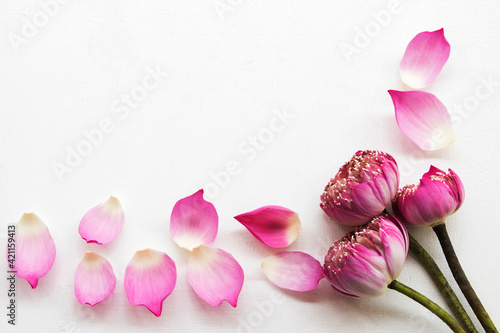 pink flowers lotus local flora of asia in spring season arrangement flat lay postcard style on background white 