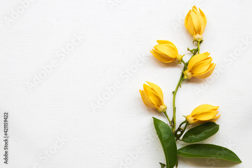 yellow flowers ylang ylang local flora of asia in spring season arrangement flat lay postcard style on background white 