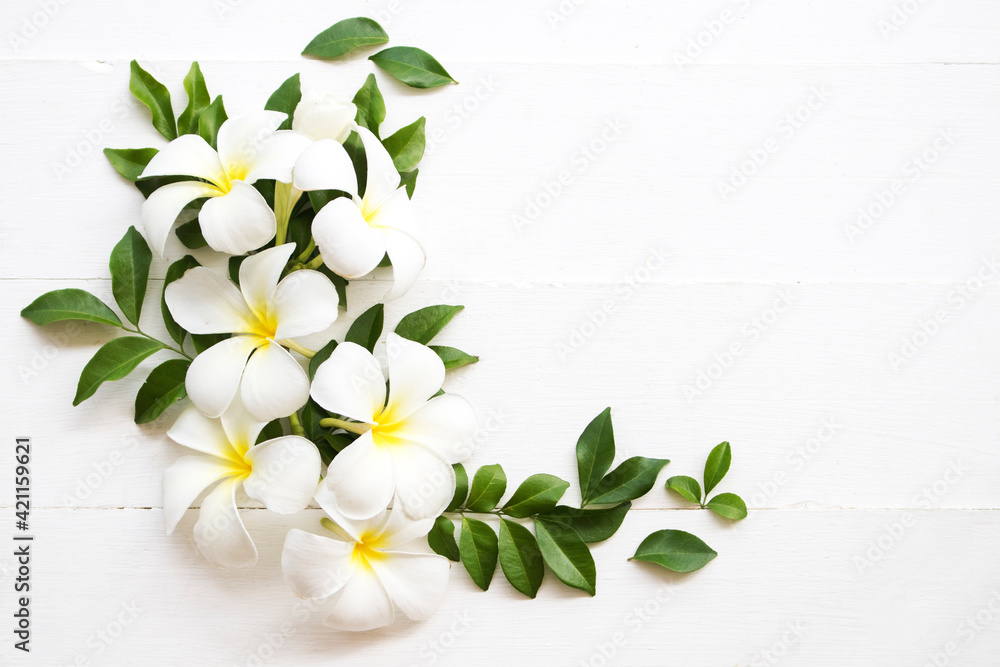 white flower frangipani and leaf  local flora of asia arrangement flat lay postcard style on background white