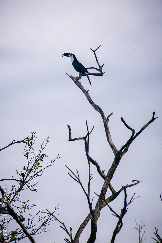 Channel billed Toucan photographed in Goias. Midwest of Brazil. Cerrado Biome. Picture made in 2015.