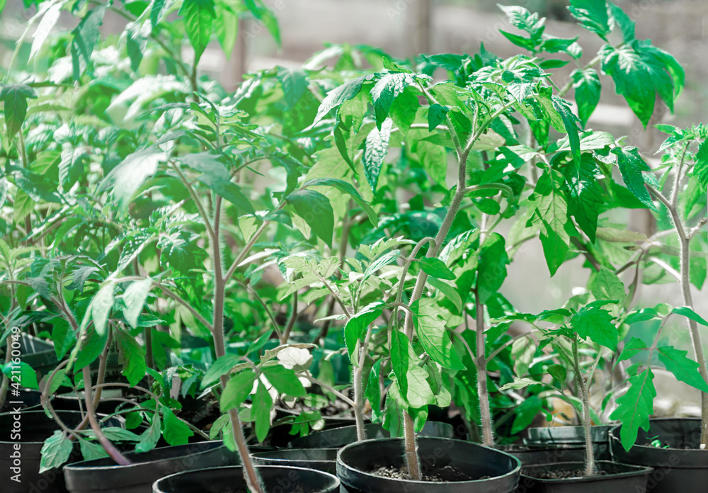 Seedlings (sprouts) of tomatoes in a greenhouse, sprouted tomatoes, tomato seedlings in pots. Spring young tomato seedlings for planting in a greenhouse. Seedlings (sprouts) of tomatoes in a greenhouse, sprouted tomatoes, tomato seedlings in pots. Spring young tomato seedlings for planting in a greenhouse.