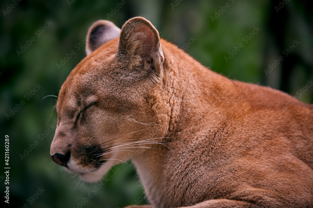 Obraz premium Puma photographed in captivity in Goias. Midwest of Brazil. Cerrado Biome. Picture made in 2015.