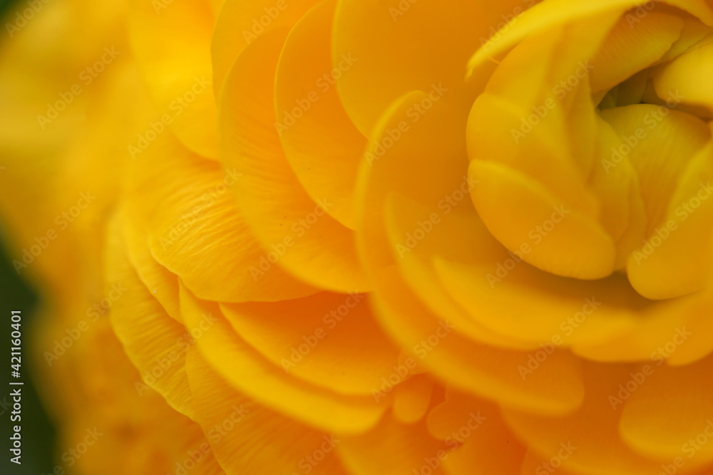 Orange ranunculus, flower close up - obrazy, fototapety, plakaty 