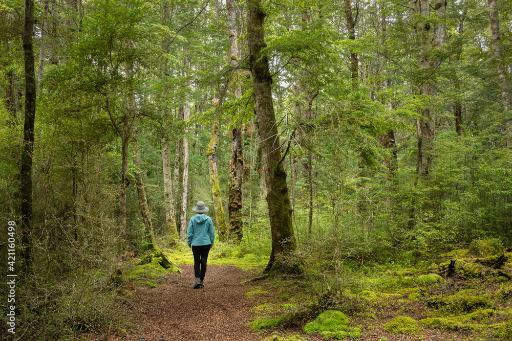 Fototapeta premium Woman walking in the lush green beech forest of Lake Mistletoe track, Fiordland National Park, New Zealand