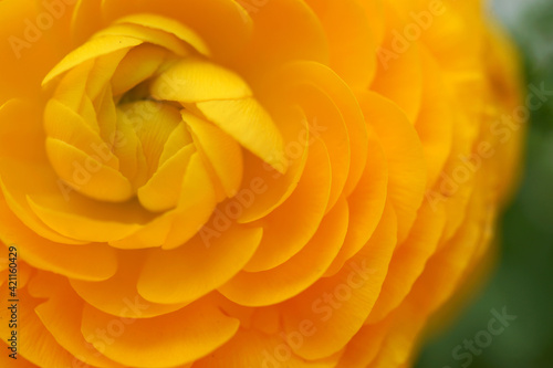Orange ranunculus  flower close up