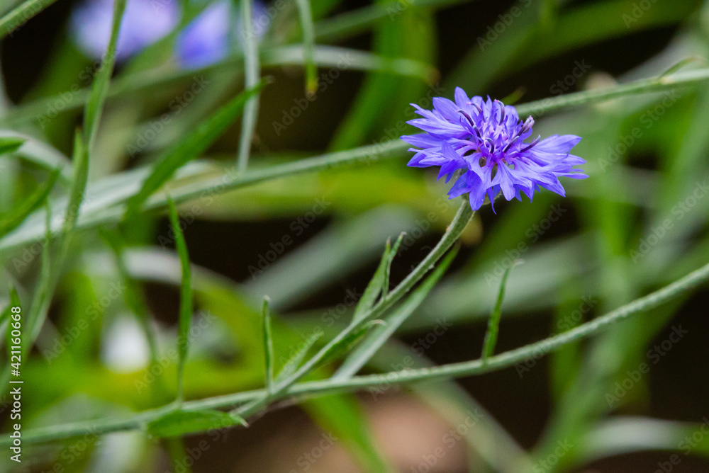 Blue cornflower on a background of grass and other cornflowers Blue cornflower on a background of grass and other cornflowers