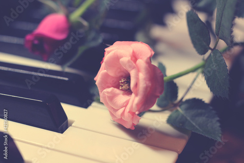 Pink Rose on Piano keys so close  vintage 
