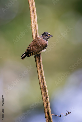 White wedged Piculet photographed in Goias. Midwest of Brazil. Cerrado Biome. Picture made in 2015. photo