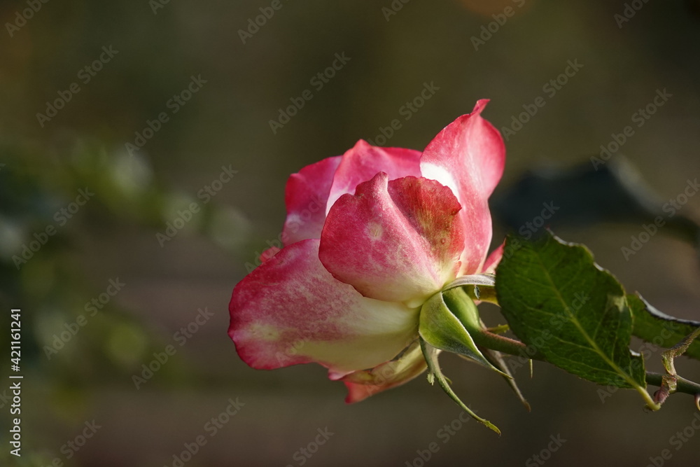 pink rose in garden