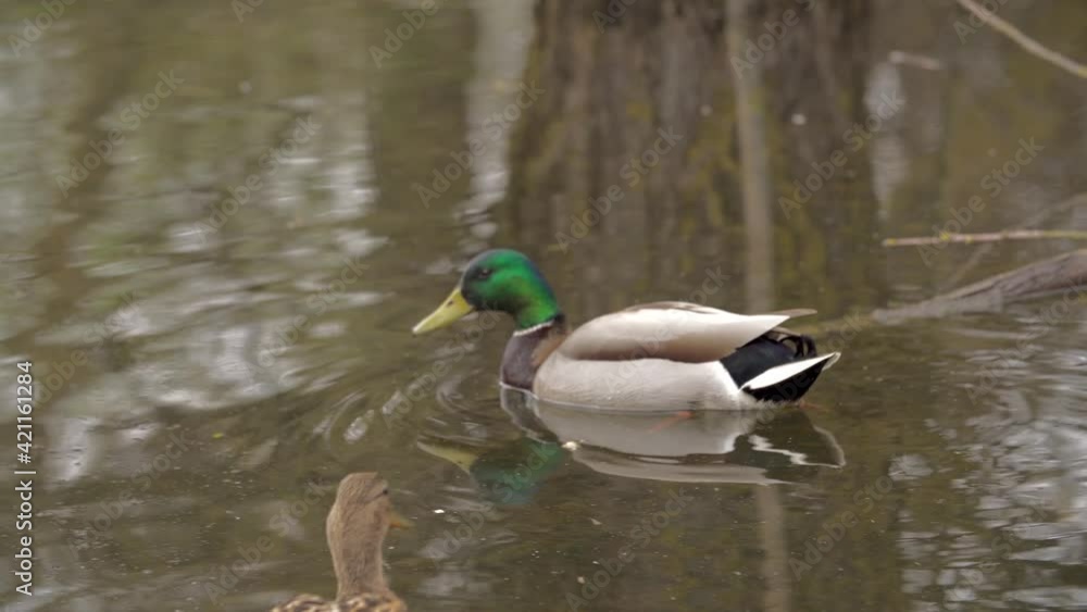 Two ducks swim in the wetland in search of food. Reflection. Two ducks swim in the wetland in search of food. Reflection.