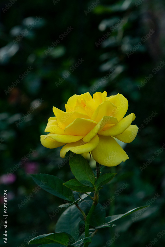 yellow flower in the garden yellow flower in the garden
