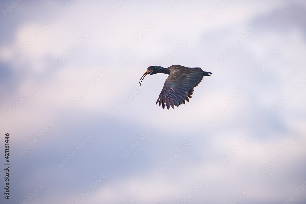 Green Ibis photographed in Goias. Midwest of Brazil. Cerrado Biome. Picture made in 2015. Green Ibis photographed in Goias. Midwest of Brazil. Cerrado Biome. Picture made in 2015.