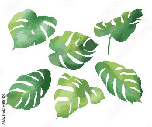 モンステラ 観葉植物 水彩風 ベクター イラスト素材