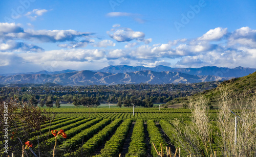 Φωτογραφία Orchard of agricultural citrus trees of lemon oranges in valley  with mountains