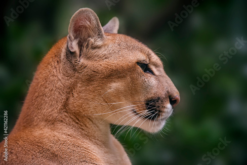 Puma photographed in captivity in Goias. Midwest of Brazil. Cerrado Biome. Picture made in 2015. © Leonardo