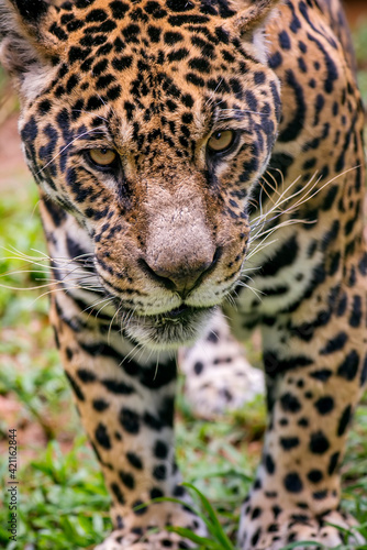 Jaguar photographed in captivity in Goias. Midwest of Brazil. Cerrado Biome. Picture made in 2015.