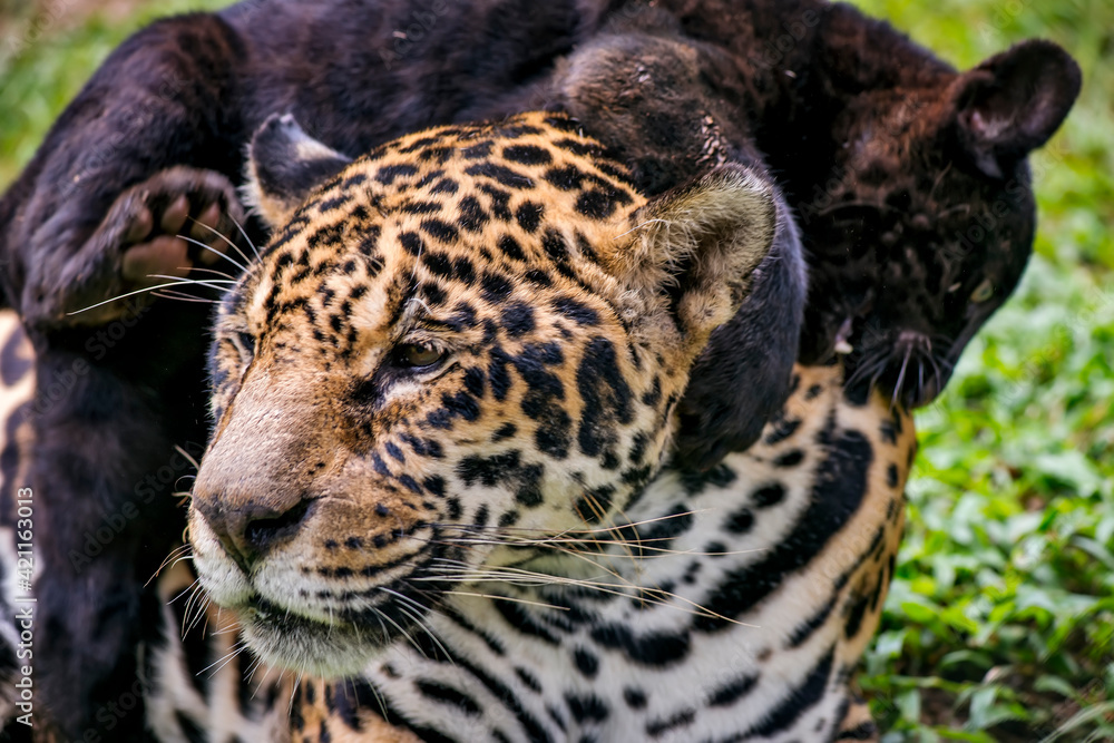 Obraz premium Jaguar photographed in captivity in Goias. Midwest of Brazil. Cerrado Biome. Picture made in 2015.